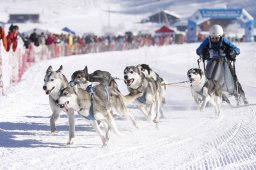 Lenk 2013